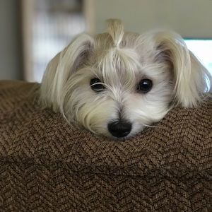 Meet your Posher, Dana